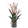 Różowa orchidea w szklanej osłonce PTMD
