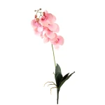 Różowa orchidea Phalaenopsis PTMD