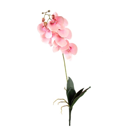 Różowa orchidea Phalaenopsis PTMD