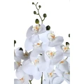 Biłay storczyk Phalaenopsis PTMD