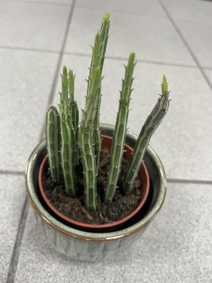 Stapelia senecio stapeliiformis