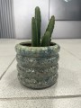 Stapelia leendertziae