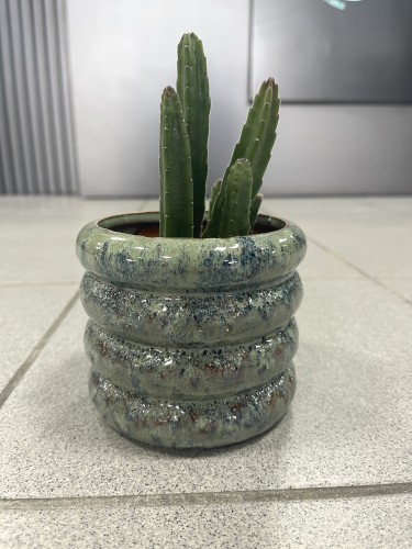 Stapelia leendertziae