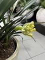 Kliwia pomarańczowa, Clivia miniata XL