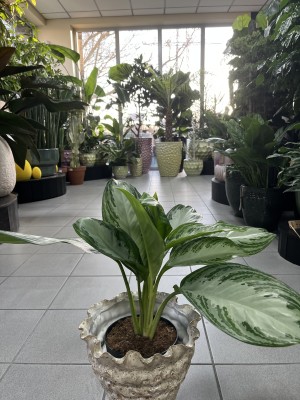 Aglaonema Silver Bay 