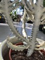 Euphorbia lactea White Goast wilczomlecz mleczny