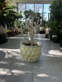 Euphorbia lactea White Goast wilczomlecz mleczny