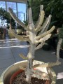 Euphorbia lactea White Goast wilczomlecz mleczny