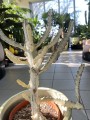 Euphorbia lactea White Goast wilczomlecz mleczny