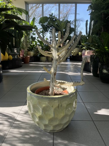 Euphorbia lactea White Goast wilczomlecz mleczny