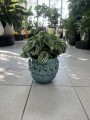 Peperomia argyreia Watermelon