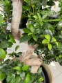 Ficus microcarpa Ginseng bonsai
