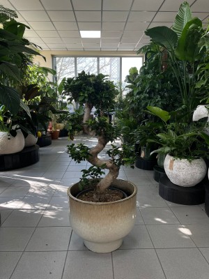 Ficus microcarpa Ginseng bonsai, fikus