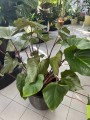 Homalomena rubescens Maggy