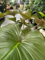 Homalomena rubescens Maggy
