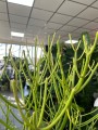 Euphorbia Tirucalli, wilczomlecz palczasty XL