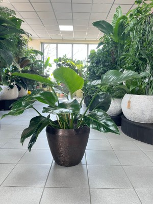 Philodendron Green Beauty, filodendron