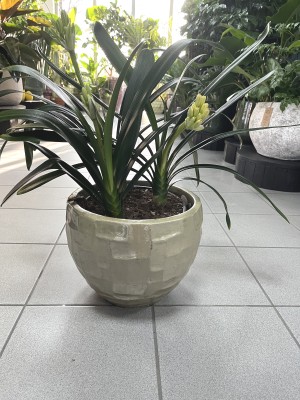 Clivia miniata, kliwia pomarańczowa XL