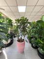 Ficus Cyathistipula