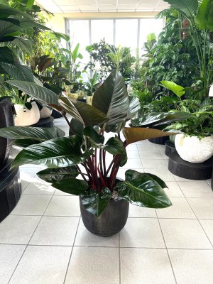Philodendron Red Beauty, filodendron