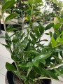 Zamioculcas zamiifolia XL
