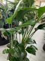 Strelitzia nicolai