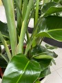 Strelitzia nicolai