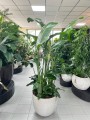Strelitzia nicolai