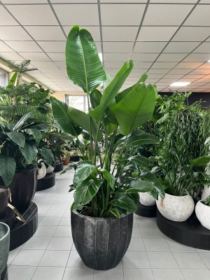 Strelitzia nicolai, strelicja biała