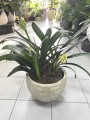 Kliwia mix żółta i pomarańczowa, Clivia miniata XL