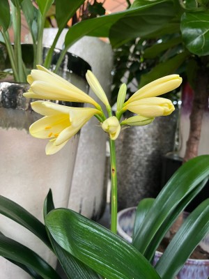 Clivia miniata, kliwia mix żółta i pomarańczowa  XL