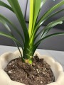 Clivia miniata Yellow Kliwia