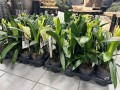 Clivia miniata Yellow Kliwia