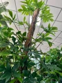 Philodendron pedatum XXL