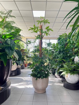 Philodendron pedatum, filodendron XXL