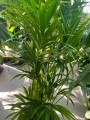 Howea Forsteriana (Kentia) XL