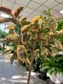 Ficus elastica Belize