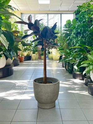 Ficus elastica Abidjan na pniu, fikus