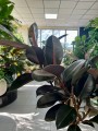 Ficus elastica Abidjan na pniu