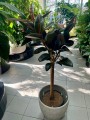 Ficus elastica Abidjan na pniu