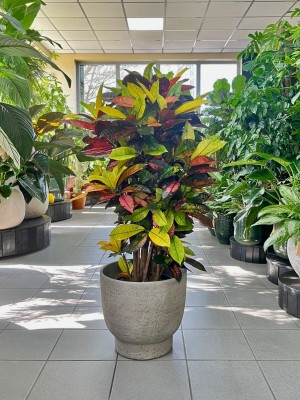 Codiaeum variegatum Mrs. Iceton, croton, kroton 