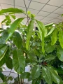 Schefflera actinophylla Amate green XXL