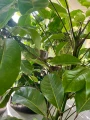 Schefflera actinophylla Amate green XXL