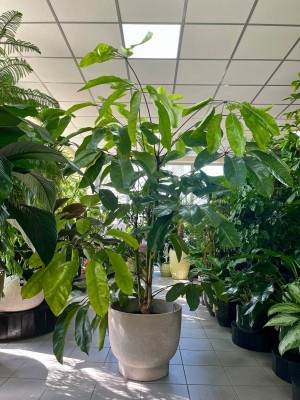 Schefflera actinophylla Amate green, szeflera XXL