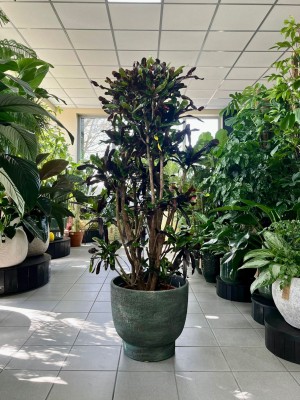 Codiaeum variegatum Mammi, croton, kroton 
