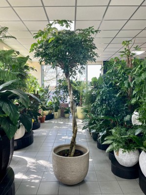 Schefflera arboricola Compacta, szeflera na pniu 