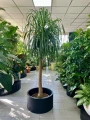 Beaucarnea recurvata, Nolina
