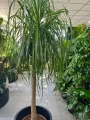 Beaucarnea recurvata, Nolina
