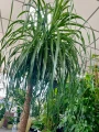 Beaucarnea recurvata, Nolina