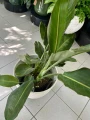 Strelitzia Reginae M, Strelicja królewska